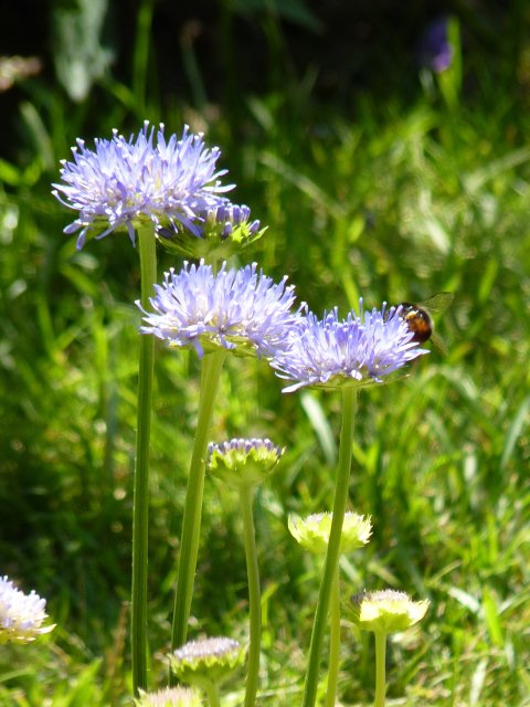 Jasione laevis fleur